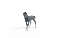 Trakehner Fohlen