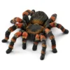 Vogelspinne