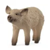 Wollschwein Ferkel