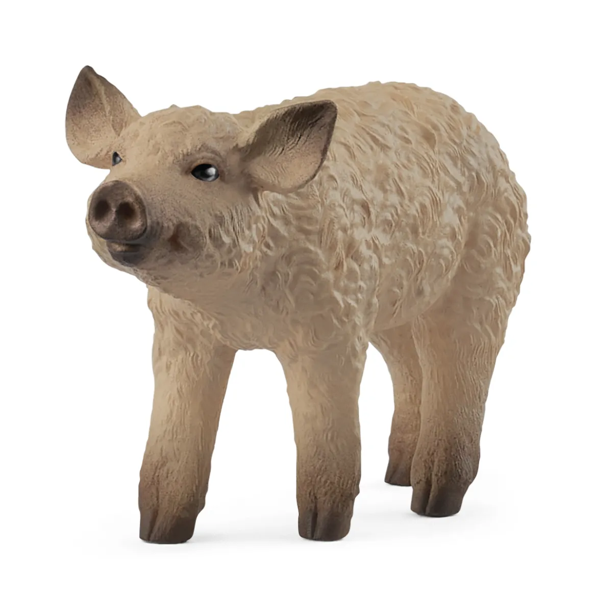 Wollschwein Ferkel