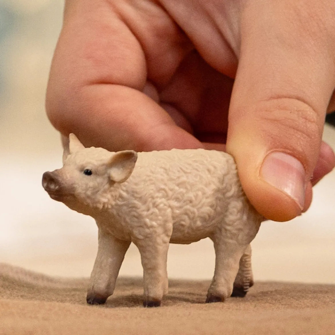 Wollschwein Ferkel